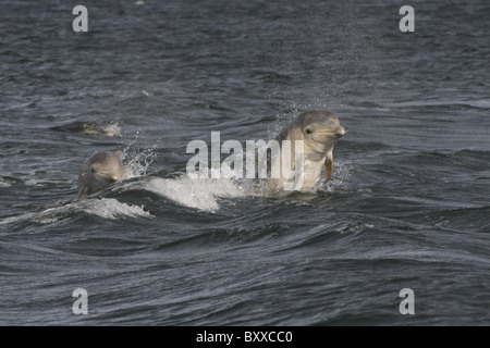 Drei junge Tümmler (Tursiops Truncatus) jagten einander in Moray Firth, Schottland, Großbritannien Stockfoto