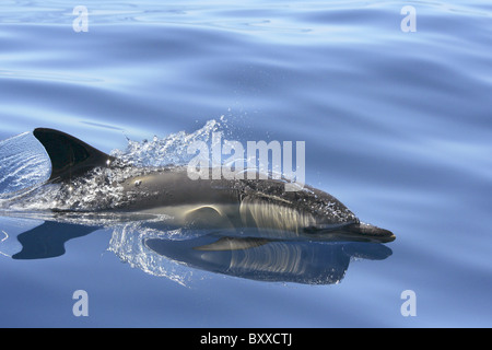 Erwachsenen Gemeiner Delfin (Delphinus Delphis) auftauchen in den Atlantik, Azoren, Portugal Stockfoto