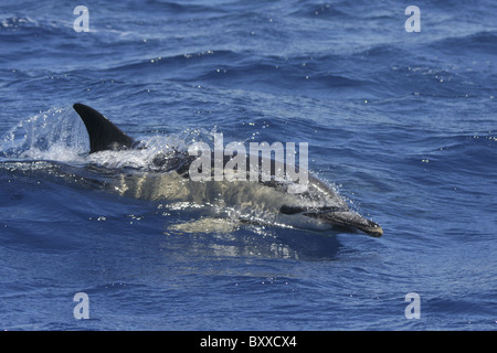 Erwachsenen Gemeiner Delfin (Delphinus Delphis), Atlantik, Azoren, Portugal Stockfoto