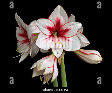 Bunte Amaryllis (Hippeastrum) auf schwarzem Hintergrund isoliert Stockfoto
