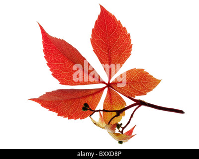 Gefallenen Herbst Blatt - wildem Wein-bunten Laeves. Stockfoto