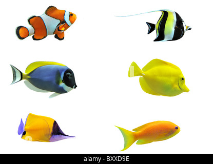 vollständige Seitenansicht von tropischen Fischen isoliert auf weiss Stockfoto