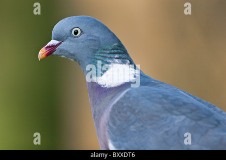 Portrait von ringeltaube Stockfoto