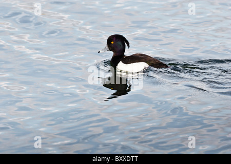 Reiherente schwimmen auf offenes Wasser. Stockfoto
