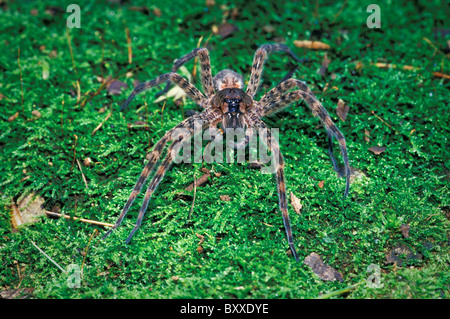 Dünnen Beinen Wolfspinne (Pardosa sp) Stockfoto