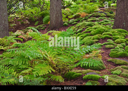 Farne, Asticou Azalea Garden, Northeast Harbor, Maine Stockfoto