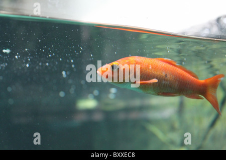 Goldfische im aquarium Stockfoto