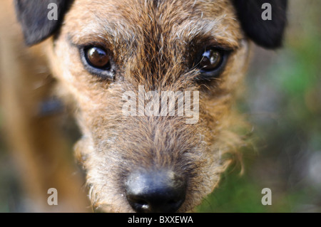 Nahaufnahme von Border Terrier Kreuz Lakeland Terrier Kopf blickte in die Kamera Stockfoto