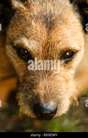 Nahaufnahme von Border Terrier Kreuz Lakeland Terrier Kopf blickte in die Kamera Stockfoto