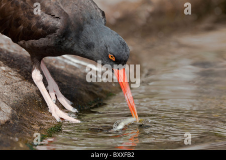 USA; Oregon; Newport; Schwarze Austernfischer - Haematopus bachmani Stockfoto