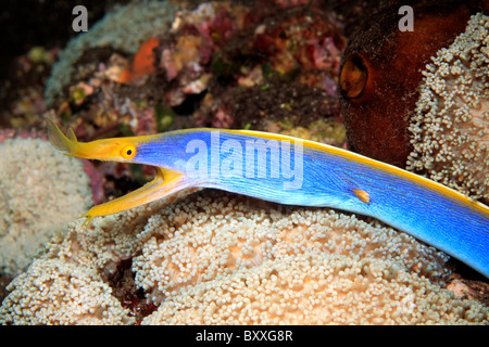 Blue Ribbon Eel, Rhinomuraena Quaesita, Tulamben, Bali, Indonesien. Bali Meer, Indischer Ozean Stockfoto