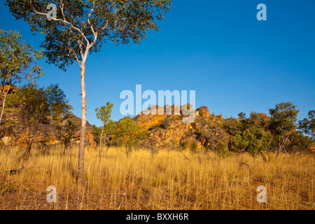 Gum-Baum im golden Grass, Kununurra, Kimberley, Western Australia Stockfoto