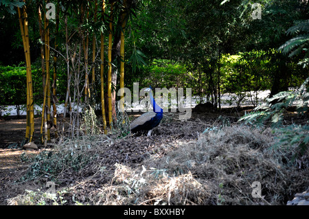 Ein Pfau im Wald Stockfoto