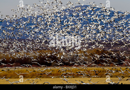 Herde von Schneegänsen, Bosque del Apache, New Mexico. Stockfoto