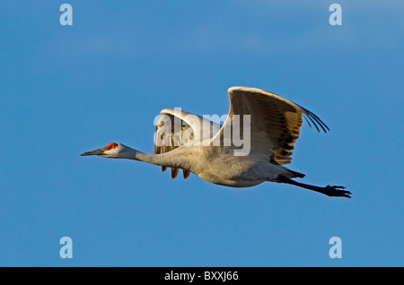 Sandhill Kran im Flug, Bosque del Apache, New Mexico, USA Stockfoto