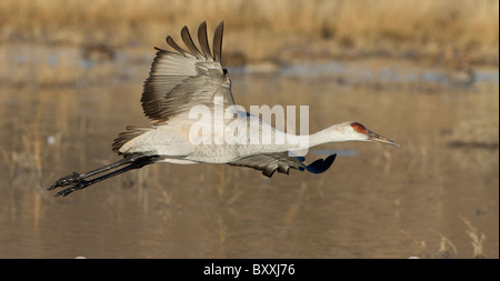 Sandhill Kran im Flug über Wasser, Bosque del Apache, New Mexico. Stockfoto