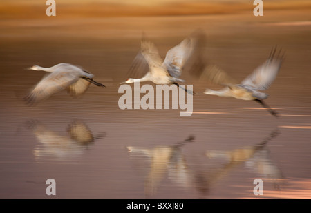 Kraniche in Zeitlupe, Bosque del Apache, New-Mexico ausziehen. Stockfoto