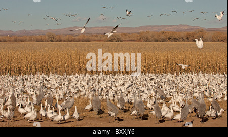 Schneegänse an Futterstellen in New Mexico, USA. Stockfoto