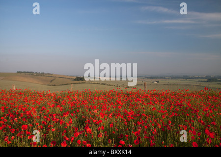 Mohn wächst am Rande eines Feldes auf Cleeve Hügel, mit Blick auf das Vale of Pewsey in Wiltshire, England, UK. Stockfoto