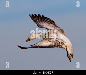 Schneegans, Vorbereitung zu landen, Bosque del Apache, New Mexico, USA. Stockfoto