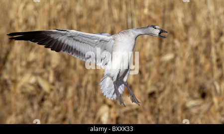 Schneegans, die Landung in Feld am Bosque del Apache Stockfoto