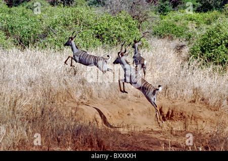 Männliche Lesser Kudu, Tsavo West Nationalpark, Kenia. Stockfoto