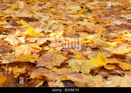Herbstliche Ahornblätter Wald Szene lebhaften gelben Stockfoto