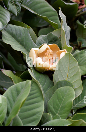 Chinesisch-Immergrüne Magnolie oder Delavay Magnolie, Magnolia Delavayi, Magnoliaceae, South Westchina. Bedroht, UICN gefährdet Stockfoto