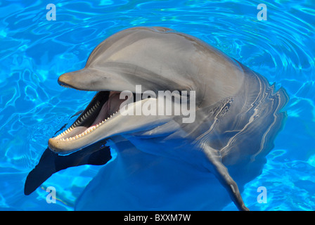 Leiter der Große Tümmler (Tursiops Truncatus) mit offenem Mund in das blaue Wasser Stockfoto