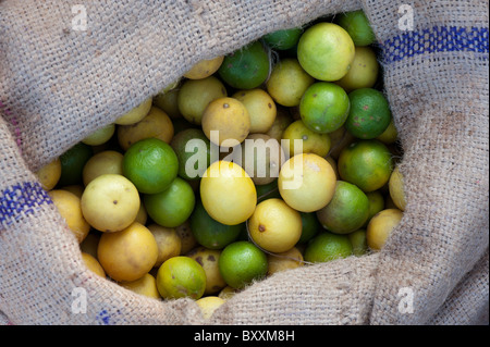 Sack von Zitronen auf ein Indien Markt. Andhra Pradesh, Indien Stockfoto