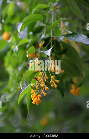 Cestrum Orange, Orange Jessamine, gelbe Cestrum oder gelbe Strauch Jessamine, Cestrum Aurantiacum, Solanaceae. Stockfoto