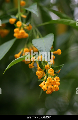 Cestrum Orange, Orange Jessamine, gelbe Cestrum oder gelbe Strauch Jessamine, Cestrum Aurantiacum, Solanaceae. Stockfoto