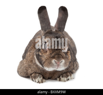 Kaninchen Hase isoliert auf weiss Stockfoto