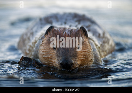 Vorderansicht eines Erwachsenen Biber zu arbeiten. Stockfoto