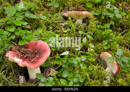 Garnelen Sie-Pilz (ubling Xerampelina) ein Speisepilz wachsen wild im Wald Oregon. USA Stockfoto