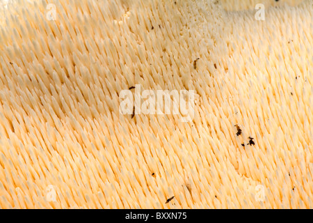 Die Schattenseite der Igel Pilz (Hydnum Repandum) eine essbare Zahn-Pilze wachsen in den Oregon-Wald. USA Stockfoto