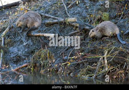 Zwei Biber arbeitet an der Seite ihrer Lodge Nasser Schlamm hinzufügen Stockfoto
