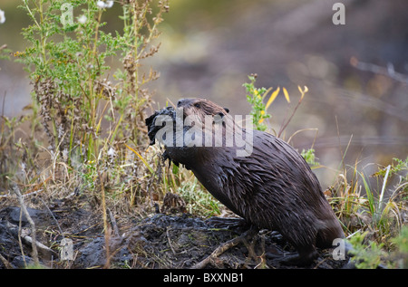 Eine Seitenansicht eines Erwachsenen Biber fürsorglich Schlamm für seine Hütte. Stockfoto