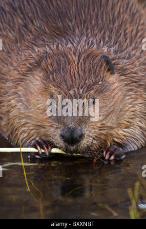 Eine Nahaufnahme von wilden kanadische Biber ernähren sich von einigen frischen Espen Zweigen Stockfoto