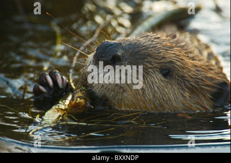 Eine Nahaufnahme Bild eines Bibers schleppen einen Ast durch das Wasser auf den Talon. Stockfoto