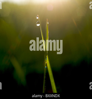 Tau-Tropfen am Ende einen Grashalm in den frühen Morgenstunden / Sonnenaufgang. Stockfoto