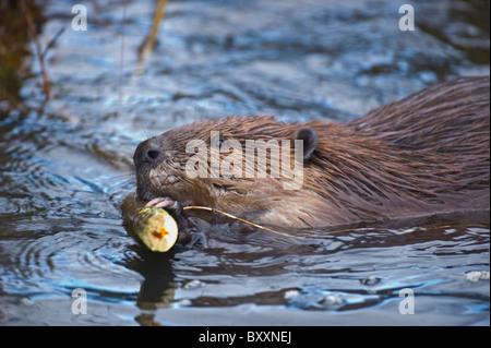Eine Nahaufnahme Bild eines Bibers schleppen einen Ast durch das Wasser Stockfoto