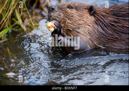 Ein wilder Biber schleppen einen Ast durch das Wasser Stockfoto