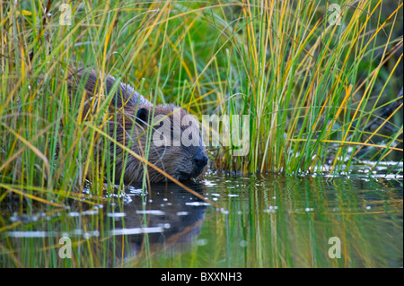 Ein wilder Biber sitzen in den hohen Sumpfgras Fütterung auf einige Vegetation, Stockfoto