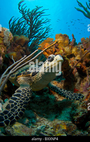 Echte Karettschildkröte im Korallenriff Niederländische Karibik Bonaire marine park Stockfoto