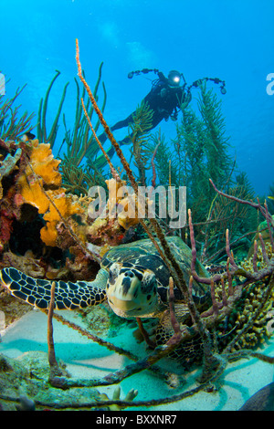 Echte Karettschildkröte im Korallenriff Niederländische Karibik Bonaire marine park Stockfoto