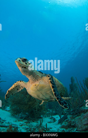 Echte Karettschildkröte im Korallenriff Niederländische Karibik Bonaire marine park Stockfoto