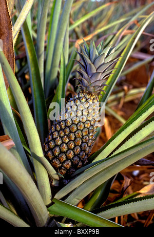 Ananas, Ananas-Plantage, Stadt von Sainte-Rose, Sainte-Rose, Basse-Terre, Guadeloupe, Französisch-Westindien Stockfoto