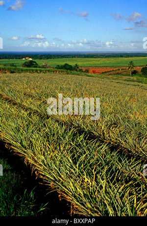 Ananas, Ananas-Plantage, Stadt von Sainte-Rose, Sainte-Rose, Basse-Terre, Guadeloupe, Französisch-Westindien Stockfoto