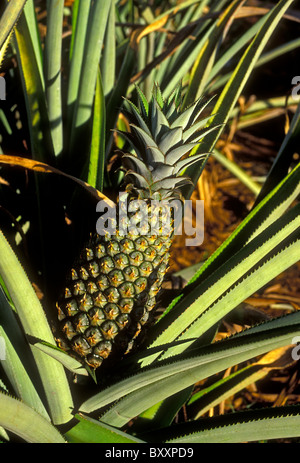 Ananas, Ananas-Plantage, Stadt von Sainte-Rose, Sainte-Rose, Basse-Terre, Guadeloupe, Französisch-Westindien Stockfoto